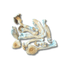 Albino Bluey Vuitton - Whole