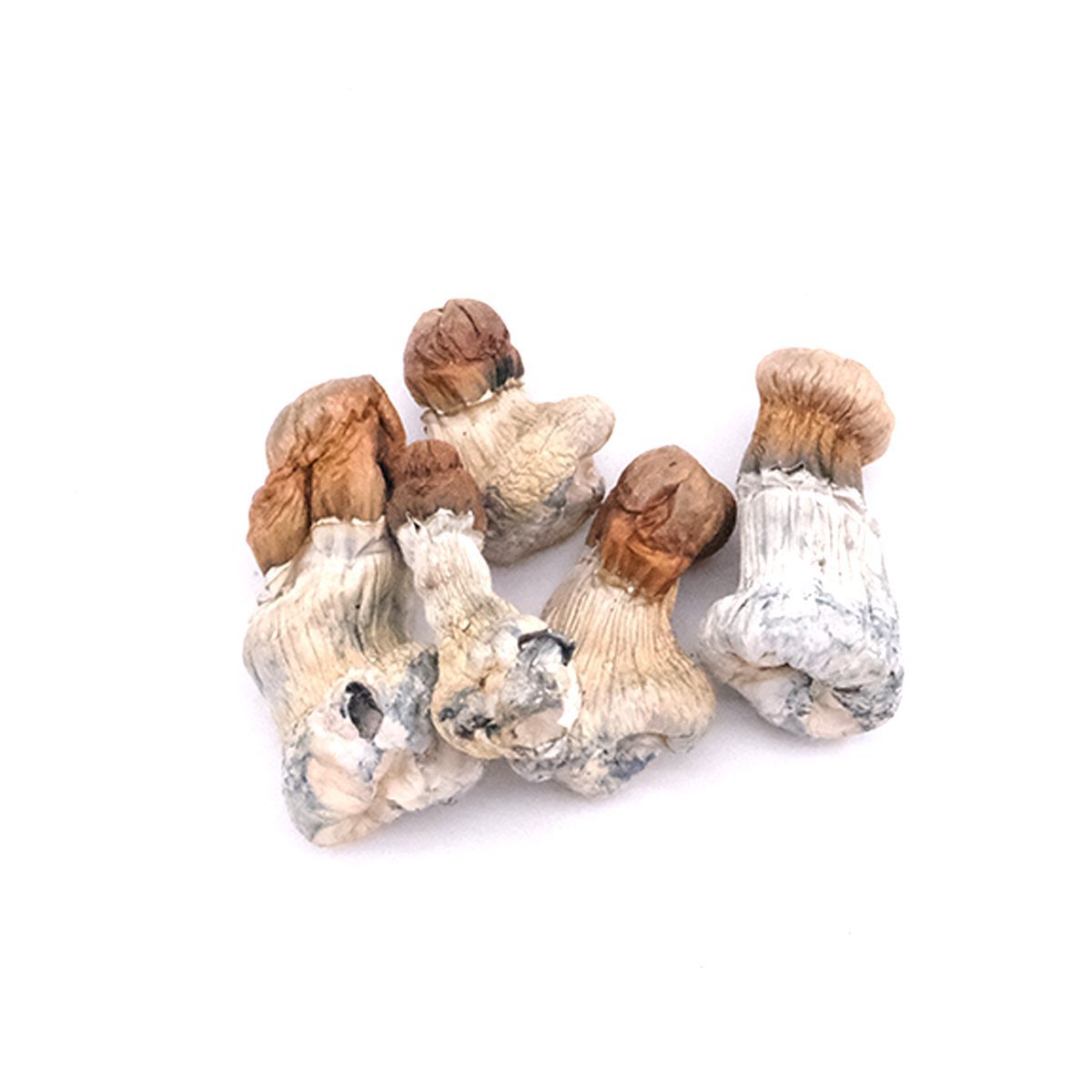 PE - Whole Mushrooms