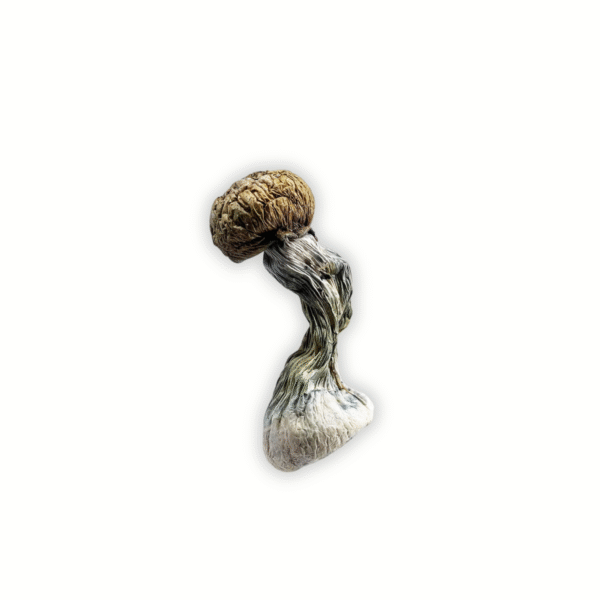 PE - Whole - Image 2