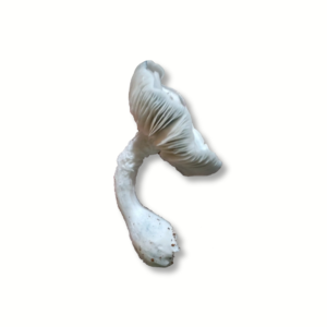 Albino Teacher - Whole - LIMITED