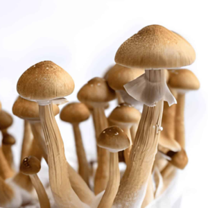 Golden Teacher - Whole - 1/8