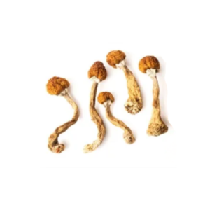 Golden Teacher - Whole