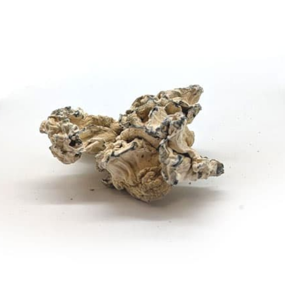 1/8 Omni - Whole - Freeze Dried - LIMITED