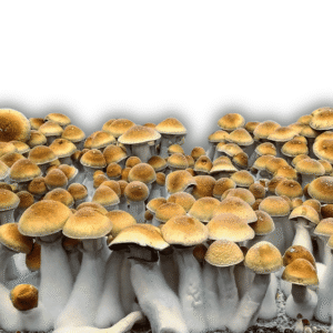 Hillbilly - Whole - 1/8