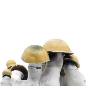 1/8 Bluey Vuitton - Whole