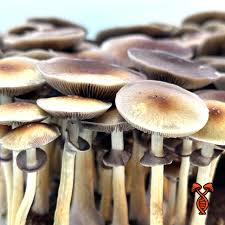 Purple Mystic - Whole - 1/8