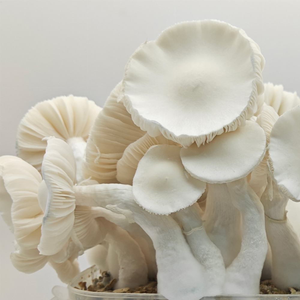 True Albino Teacher - Whole - 1/8