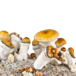 1/8 Pumpkin Hillbilly