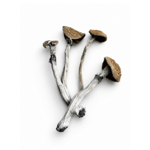 Koh Samui Mushroom (PRE-SALE)