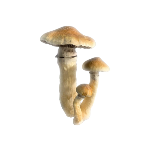 Dealers Choice - Whole Mushrooms
